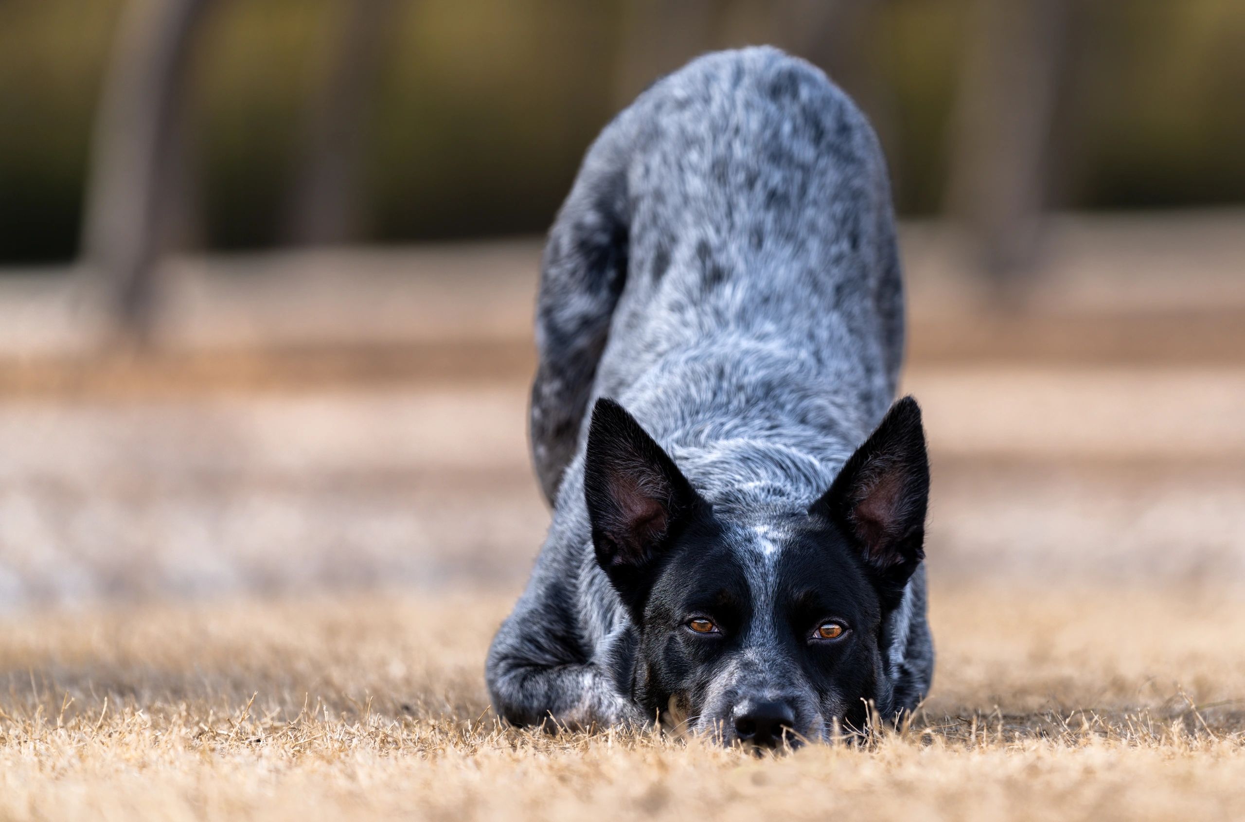 An Australian cattle dog crouching attentively on the grass